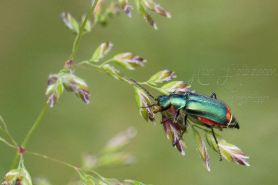 Malachius bipustulatus - kétfoltos bibircsesbogár