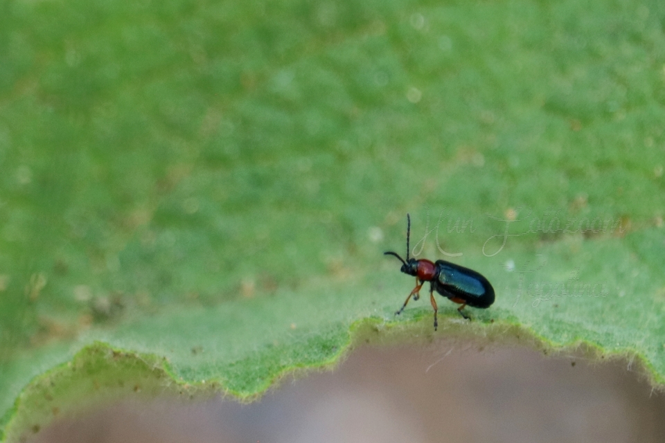 Oulema melanopus/duftschmidi