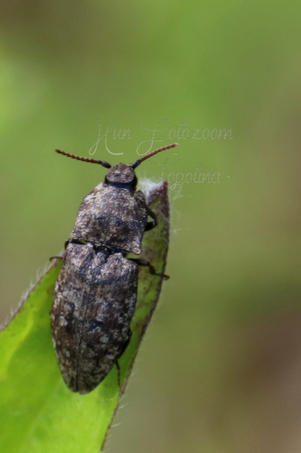 Agrypnus murinus - egérszínű pikkelyespattanó