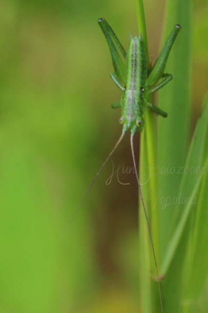 Tettigonia viridissima - zöld lombszöcske
