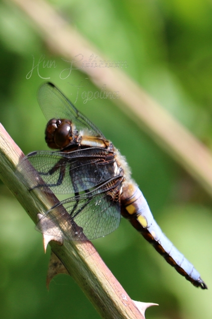 Libellula depressa - széles laposacsa