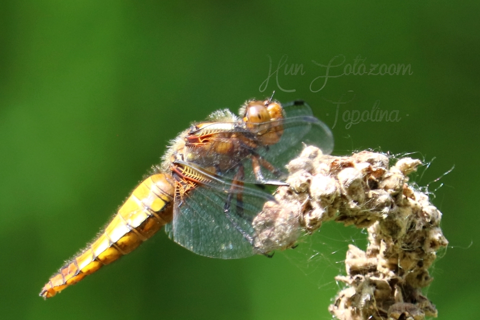 Libellula depressa - széles laposacsa