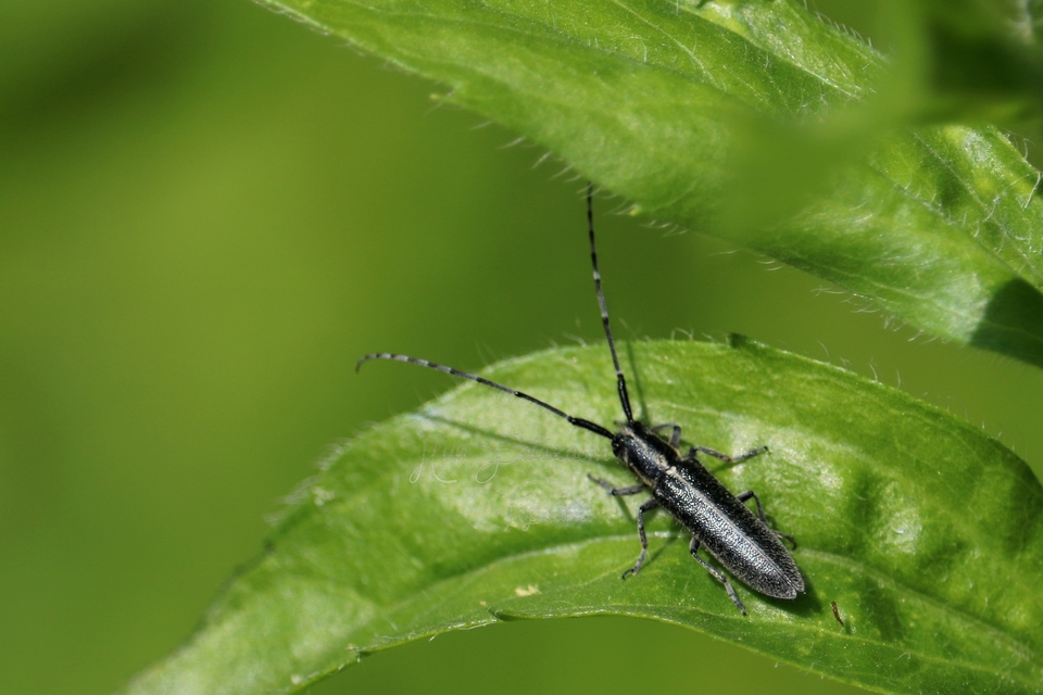 Agapanthia cardui - sávos bogáncscincér