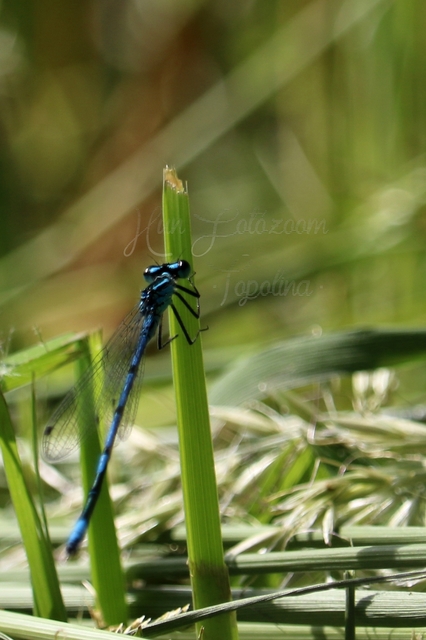 Coenagrion puella - azúrkék légivadász