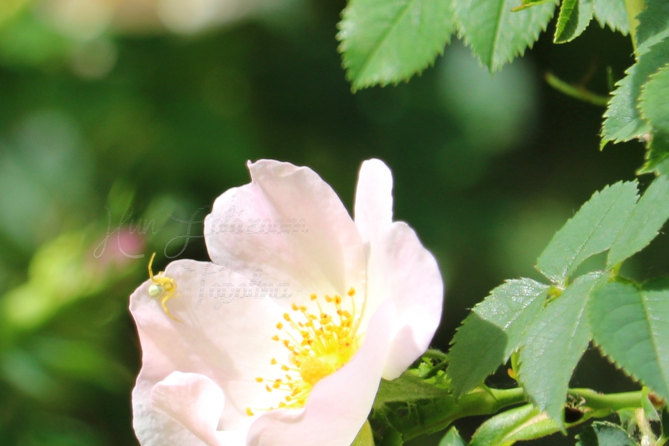 Misumena vatia - viráglakó karolópók