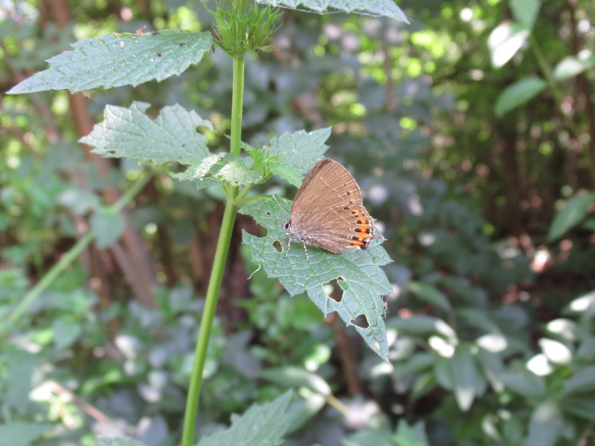 Satyrium pruni - szilvafa-csücsköslepke