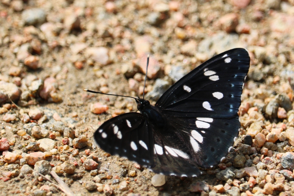 Limenitis reducta - kék lonclepke
