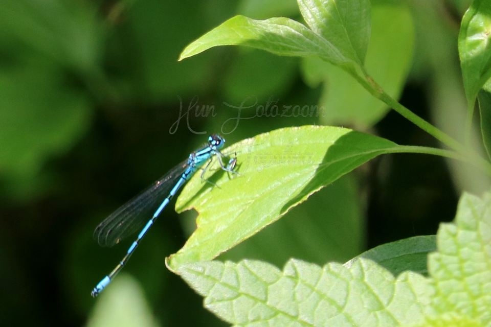 Coenagrion puella - azúrkék légivadász