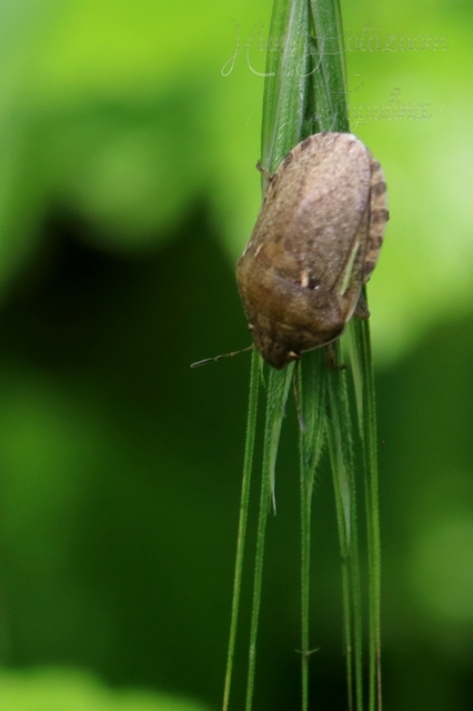 Eurygaster
