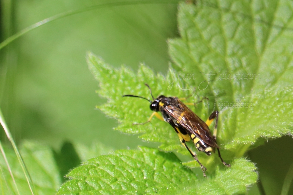 Tenthredinidae - valódi levéldarazsak