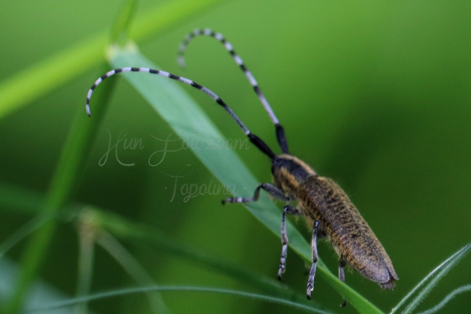 Agapanthia villosoviridescens - fehérgyűrűs bogáncscincér