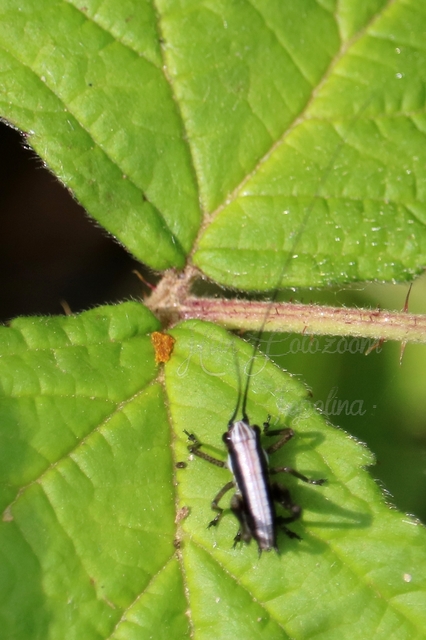 Pholidoptera fallax - galléros avarszöcske