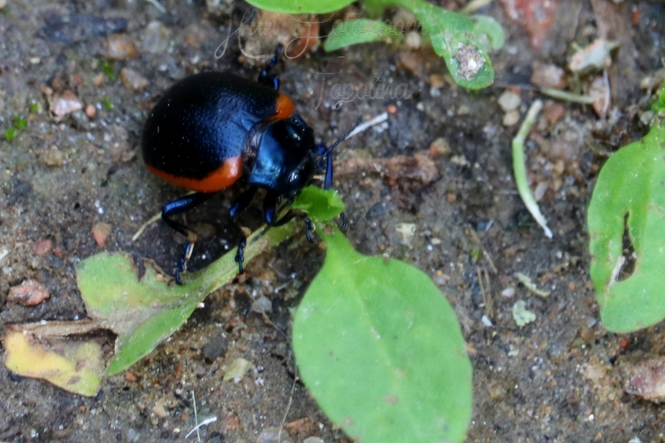 Chrysolina rossia - trapézhátú szegélyeslevelész