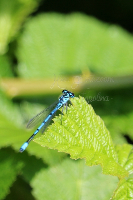 Coenagrion puella - azúrkék légivadász