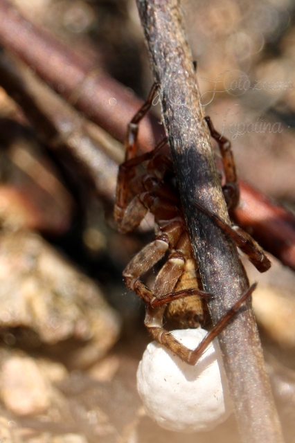 Trochosa