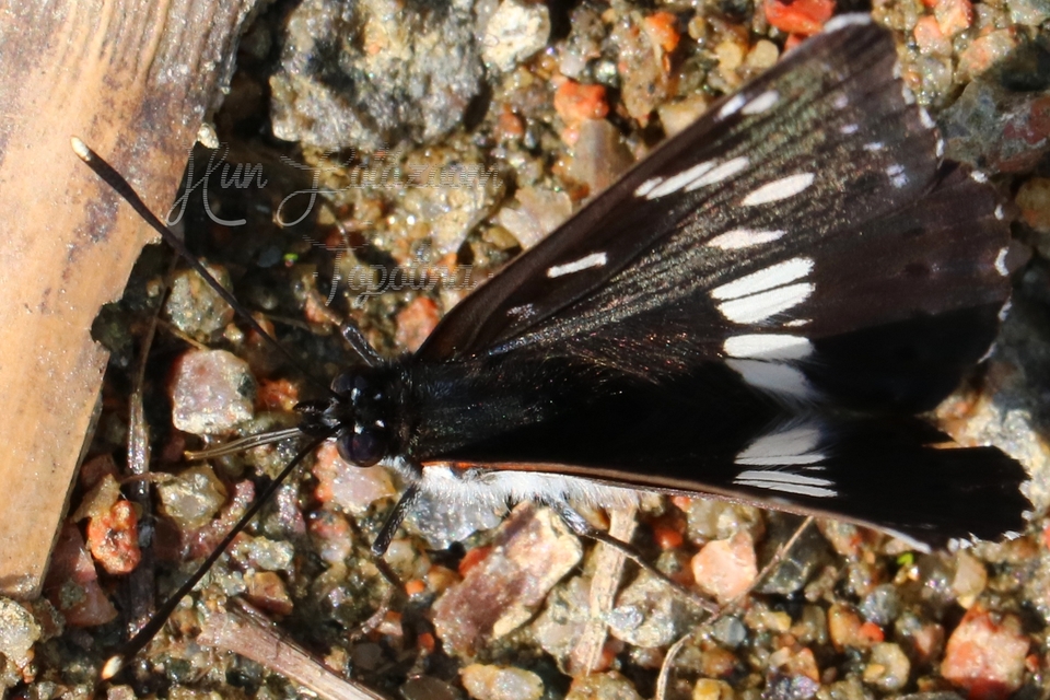 Limenitis reducta - kék lonclepke
