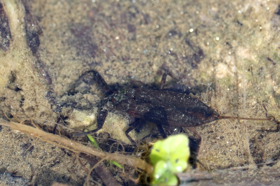 Nepa cinerea - víziskorpió