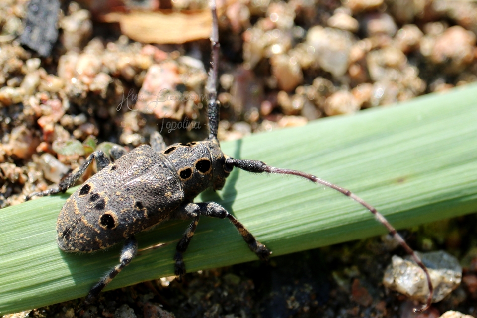 Mesosa curculionoides - szemfoltos cincér