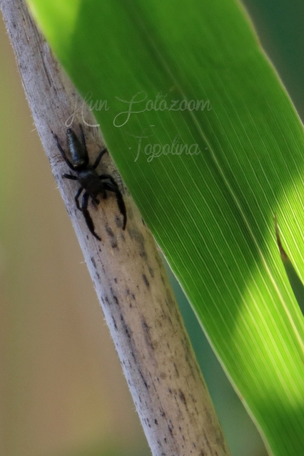 Mendoza canestrinii - mediterrán nádiugrópók