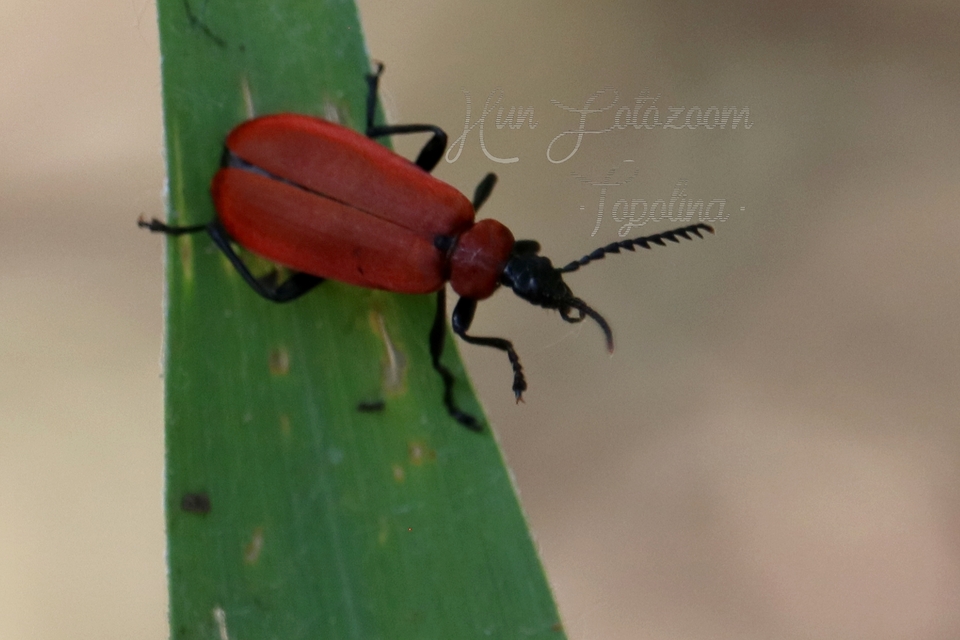Pyrochroa coccinea - nagy bíborbogár