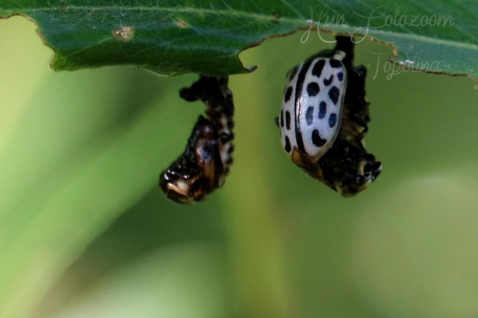 Chrysomela vigintipunctata - húszfoltos fűzlevelész Chrysomela vigintipunctata - húszfoltos fűzlevelész