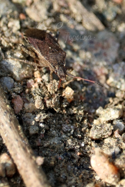 Ceraleptus gracilicornis - tüskéslábú karimáspoloska