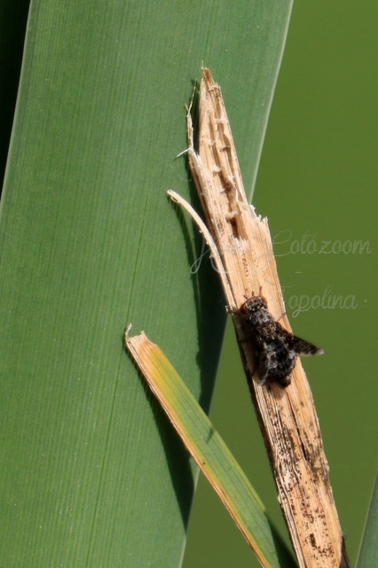 Callopistromyia annulipes - pávalégy