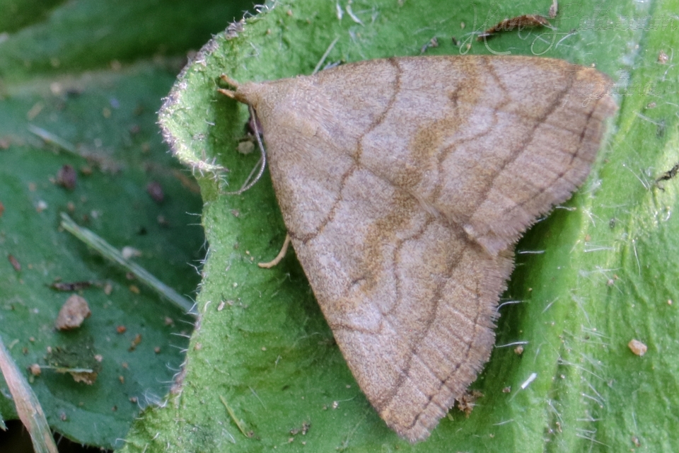 Herminia tarsicrinalis - szőröslábú karcsúbagoly
