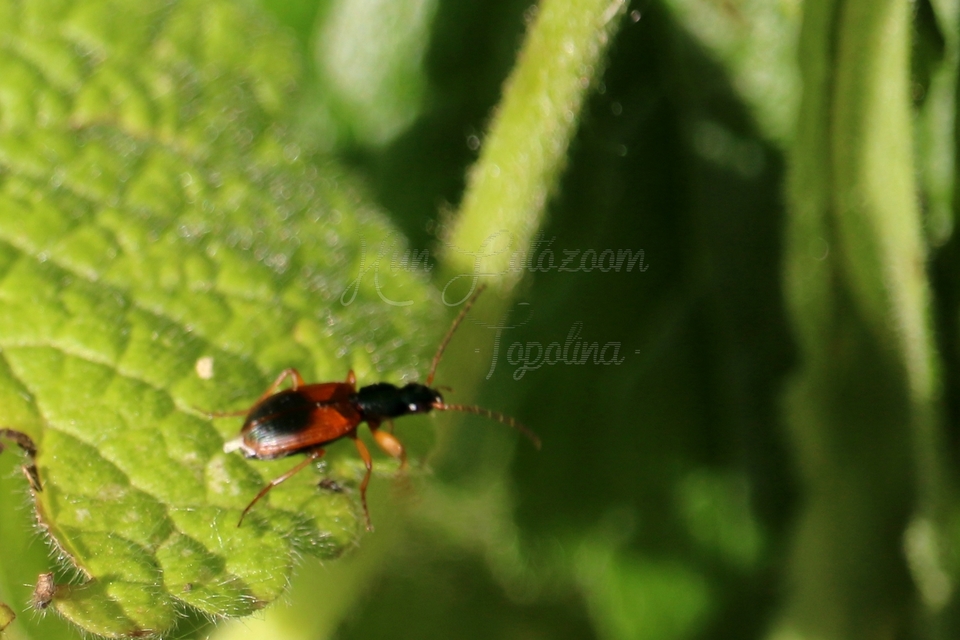 Anchomenus dorsalis - hátfoltos kisfutó