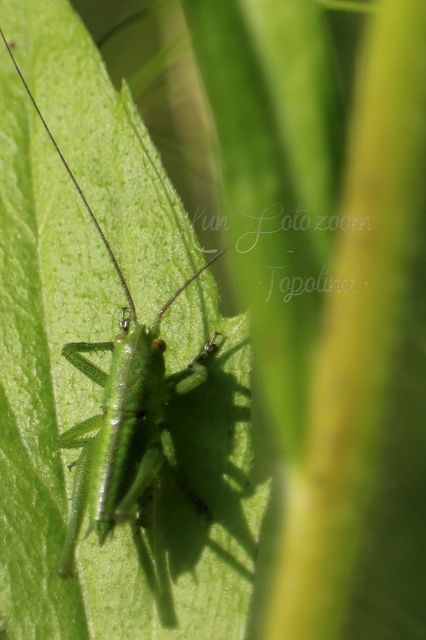 Tettigonia viridissima - zöld lombszöcske