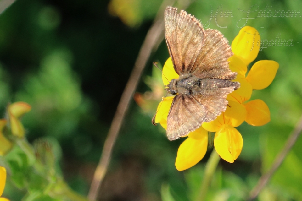 Erynnis tages - cigánylepke
