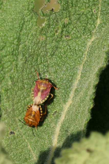 Carpocoris