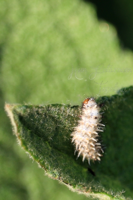 Melitaea trivia - kis tarkalepke