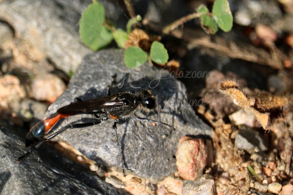 Ammophila