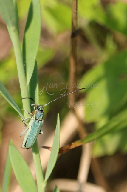 Phytoecia coerulescens - kígyósziszcincér