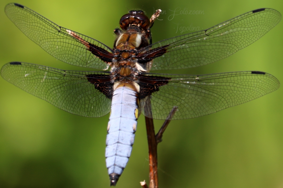 Libellula depressa - széles laposacsa