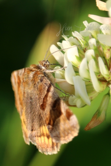 Euclidia glyphica - közönséges nappalibagoly