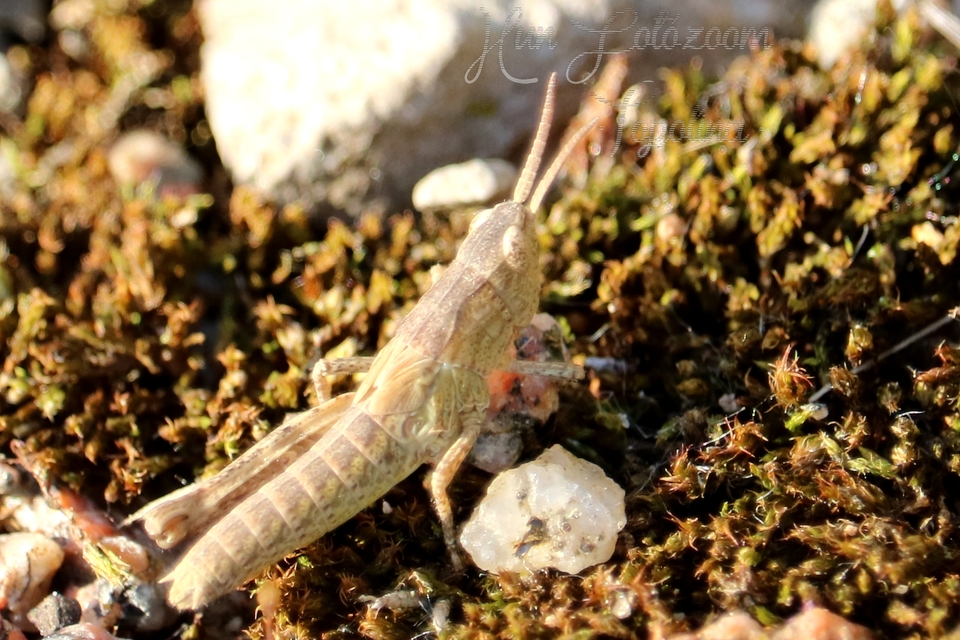 Chorthippus (Glyptobothrus) (subgenus)