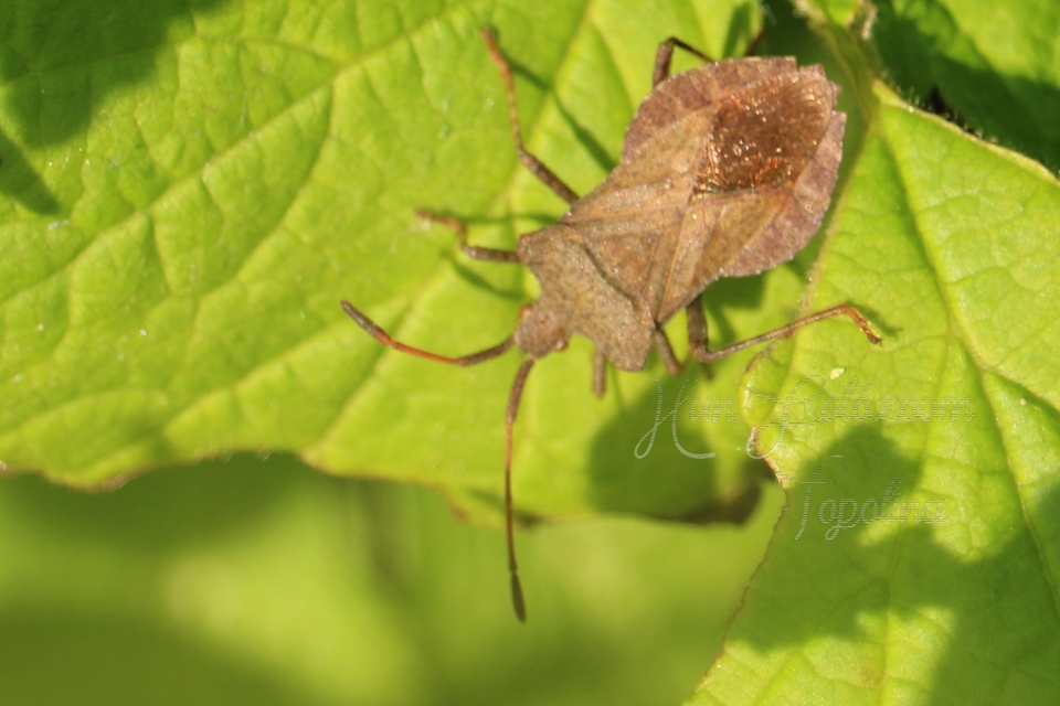 Coreus marginatus - közönséges karimáspoloska