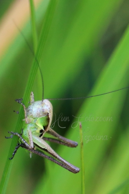 Platycleis