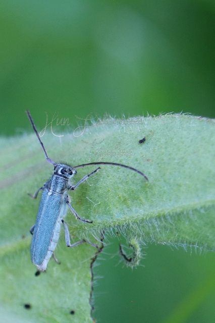 Phytoecia coerulescens - kígyósziszcincér