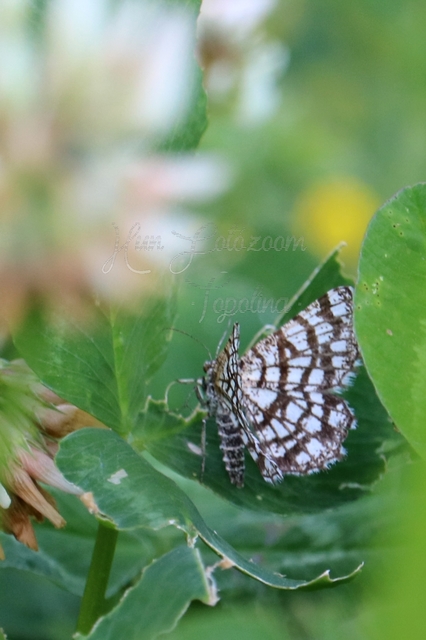 Chiasmia clathrata - rácsos rétiaraszoló
