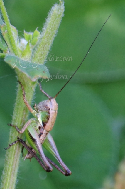 Platycleis