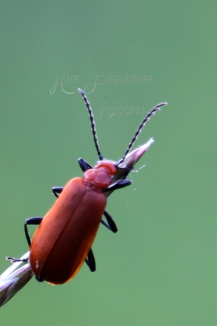 Pyrochroa serraticornis - közép-bíborbogár