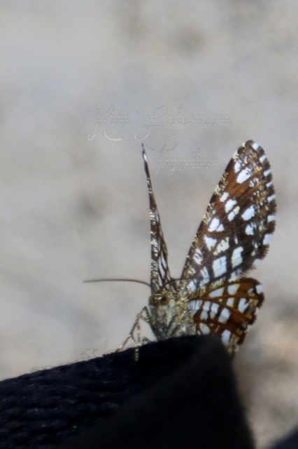 Chiasmia clathrata - rácsos rétiaraszoló