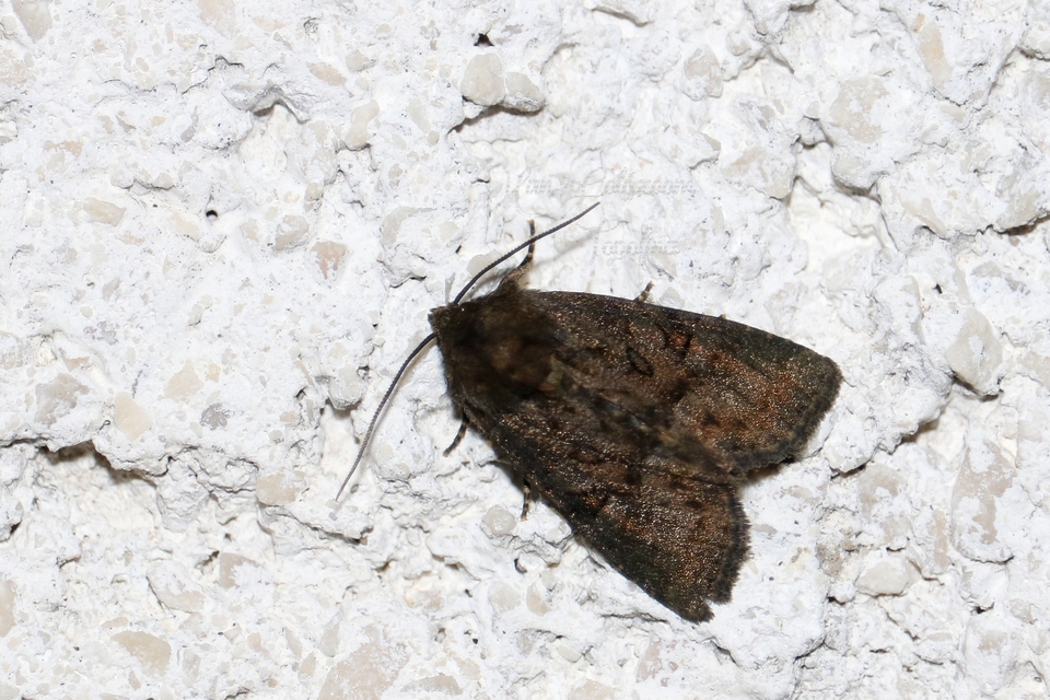 Oligia strigilis/latruncula/versicolor
