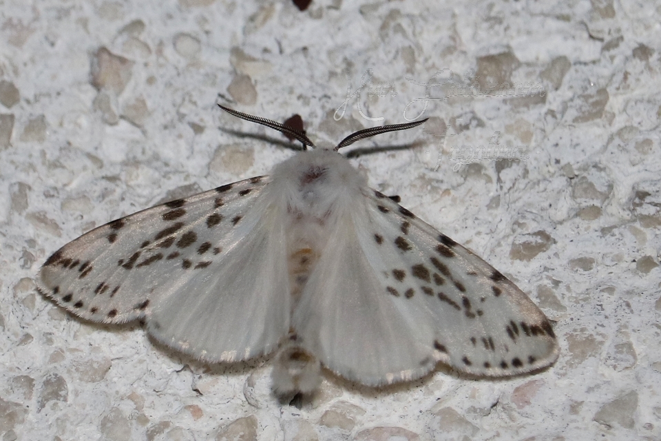 Hyphantria cunea - amerikai fehér medvelepke