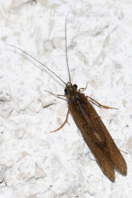 Trichoptera - Tegzesek