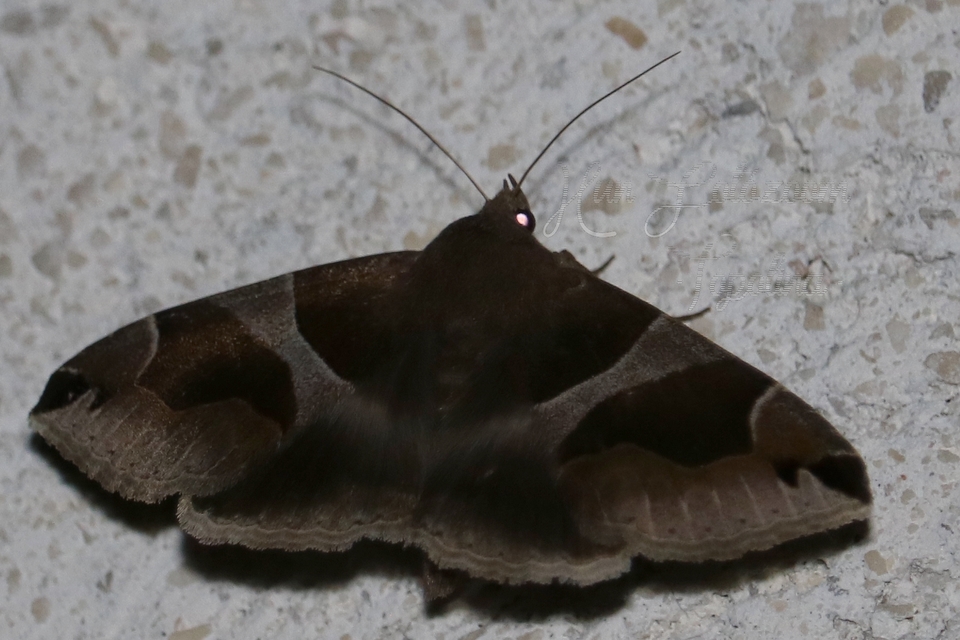 Dysgonia algira - déli porcelánbagoly