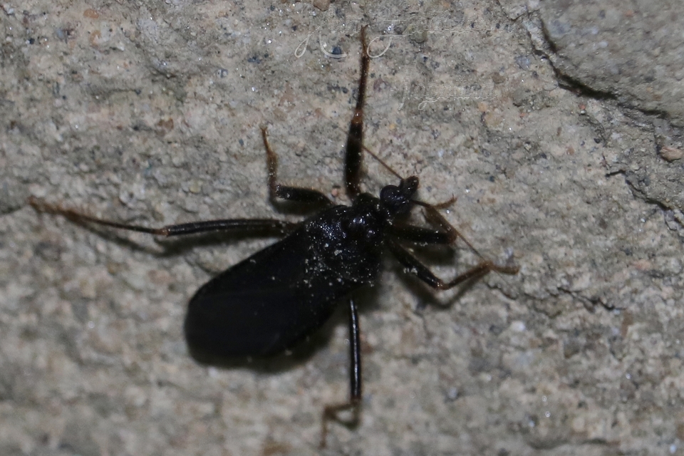 Reduvius personatus - szemetes zugpoloska